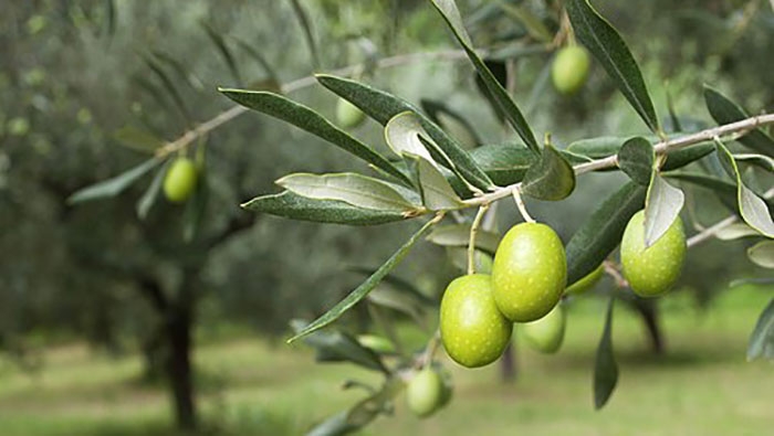 pot39281-Zeytinlikler-otel-icin-degil-maden-icin-