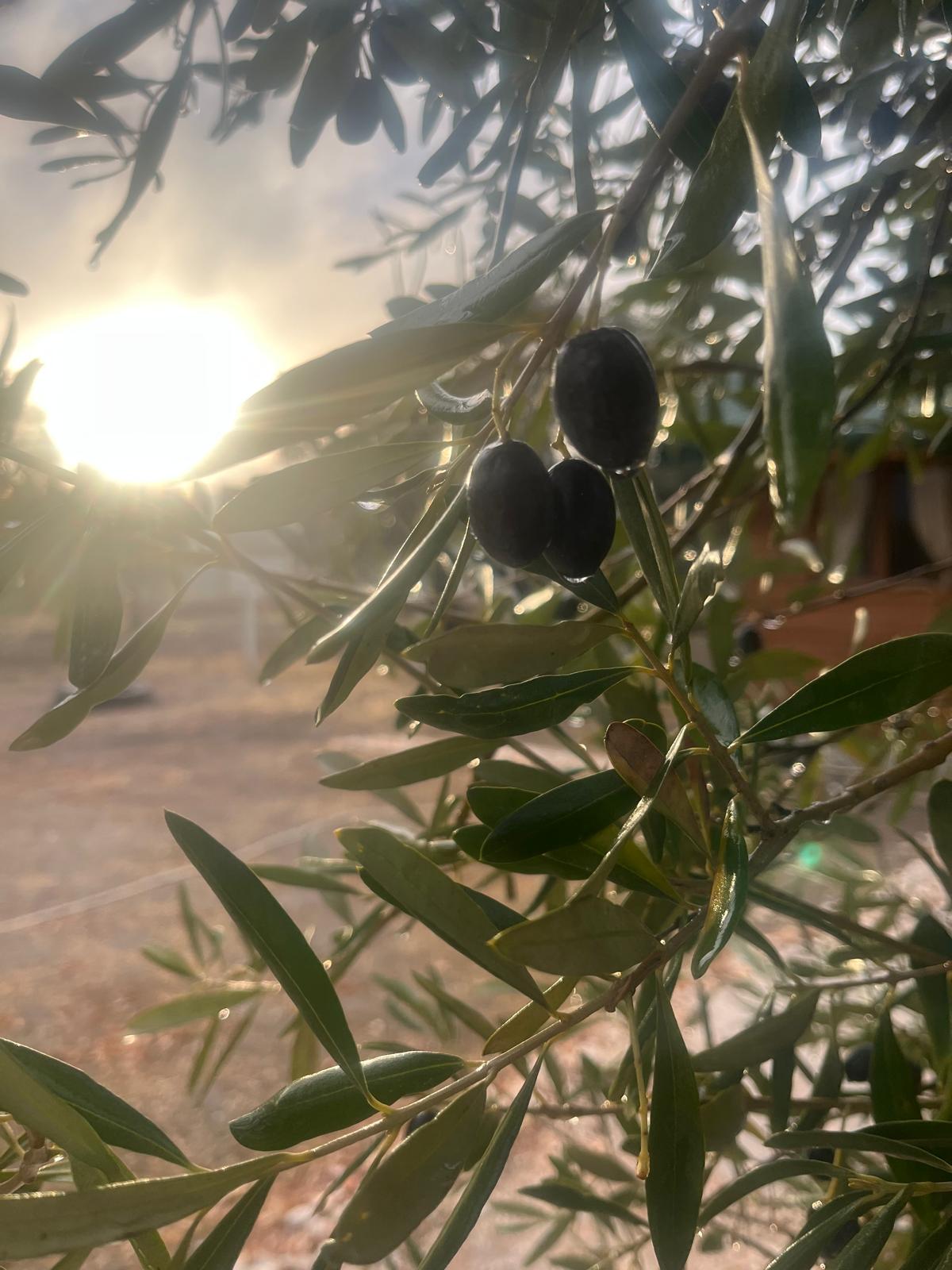 WhatsApp Image 2024-11-22 at 19.07.22